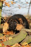 BERGER ALLEMAND 593